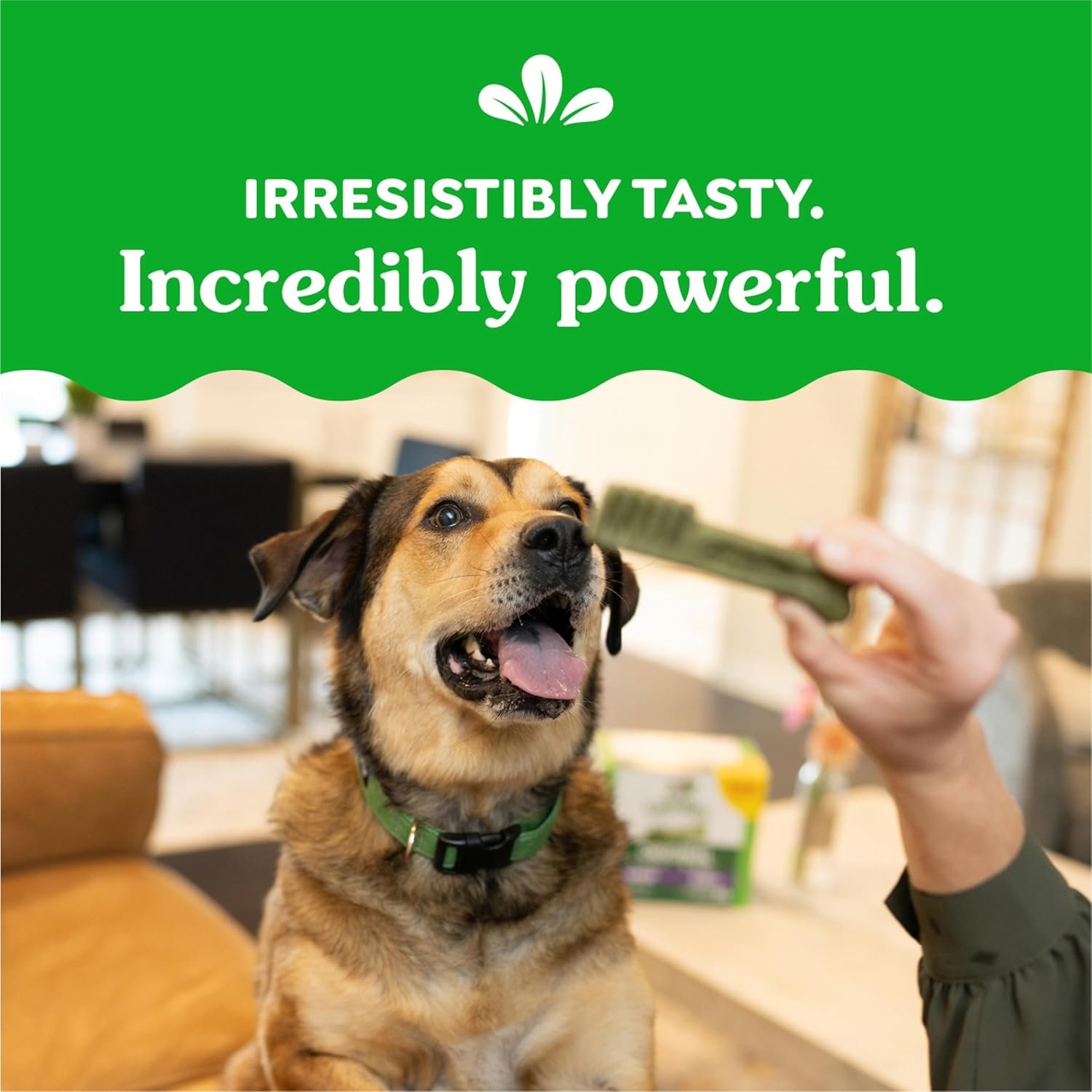 Greenies Original Large Dental Dog Treats, 36 oz. Pack (24 Treats)